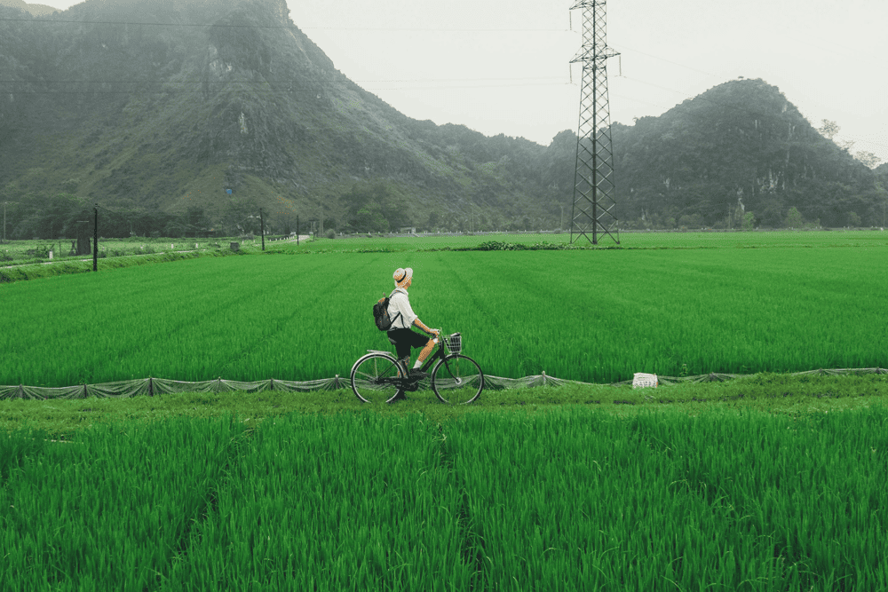 Cycle through peaceful villages and lush rice paddies for an authentic countryside experience (Source: Pexels)